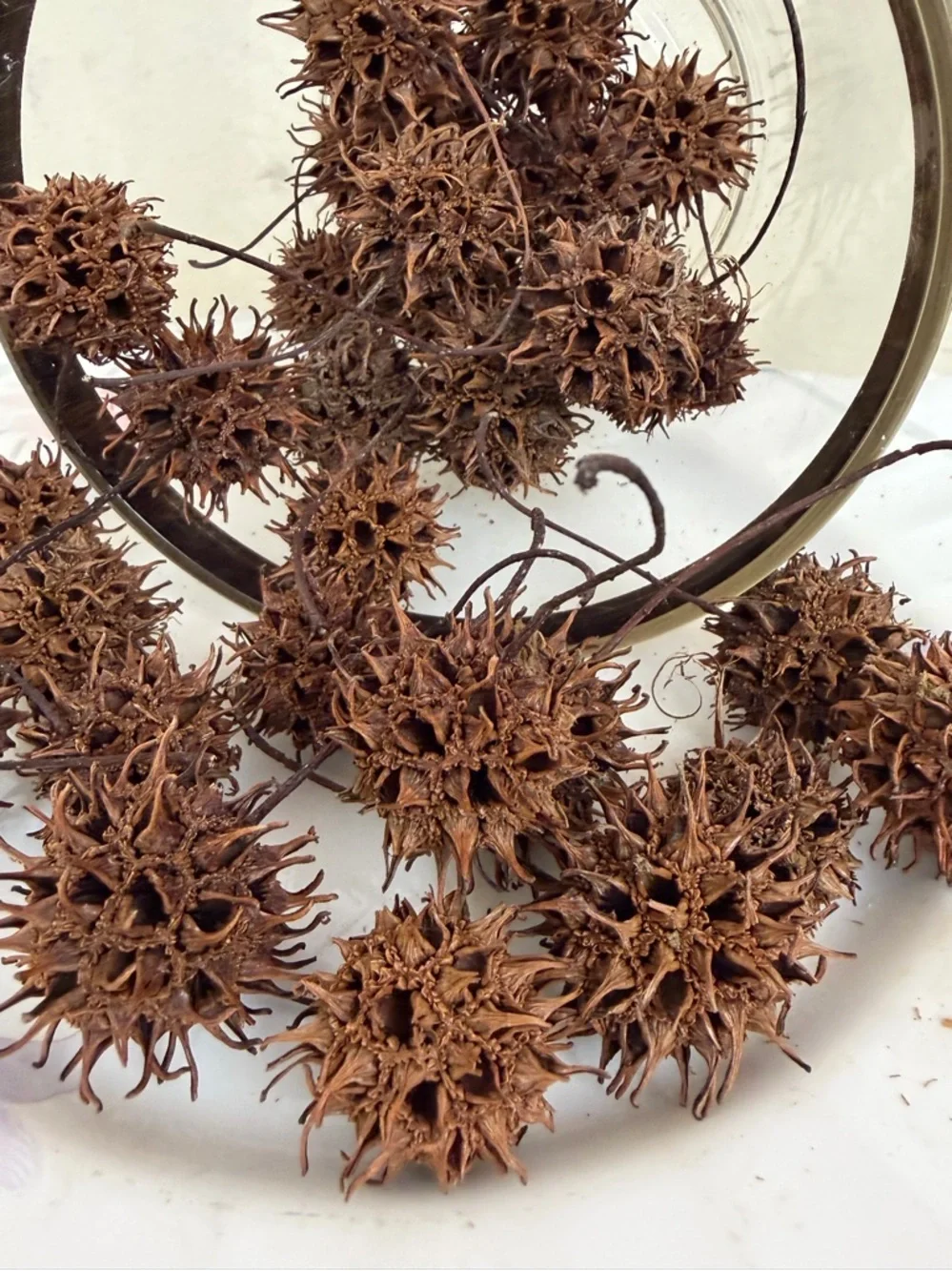 Natural Brown Sweetgum Pod Decorative Bowl Filler - Home Accents